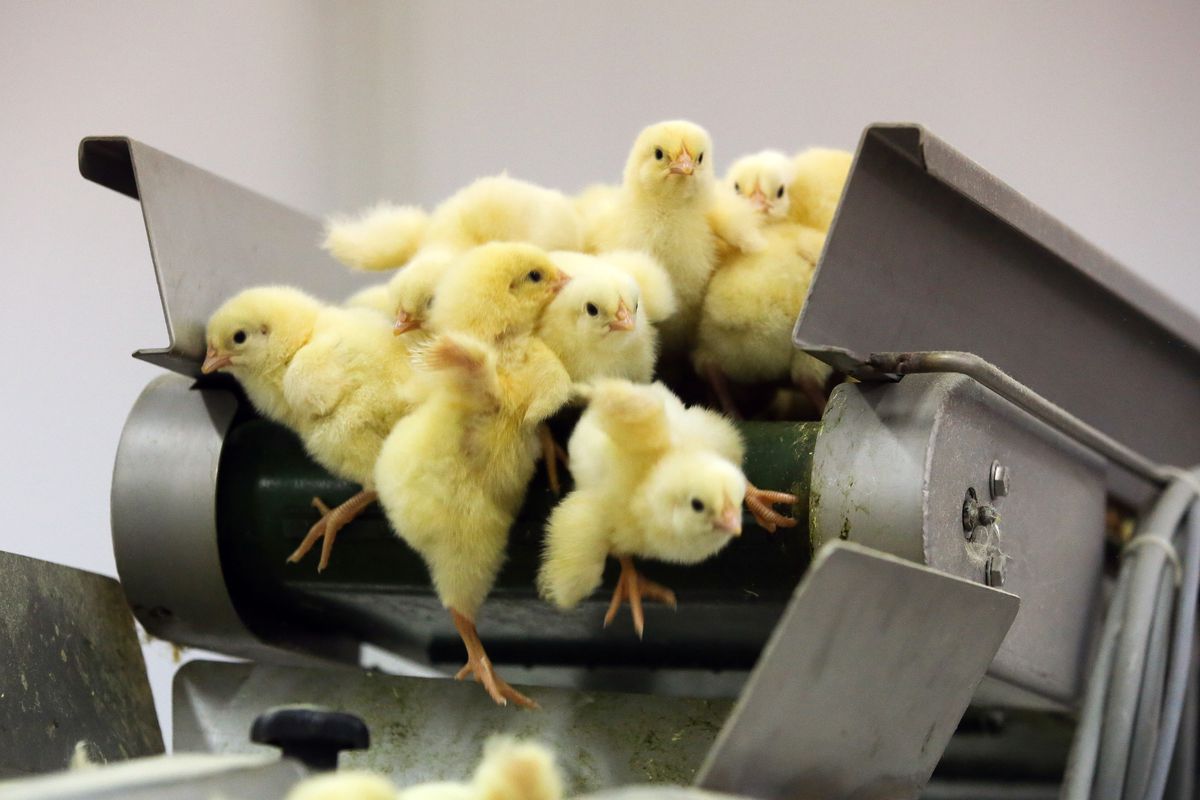 چرا پارسیان طیور شمال ؟